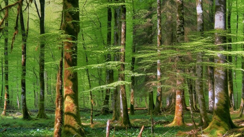 Gozdovi v Sloveniji: vloga, struktura in izzivi za trajnostno upravljanje