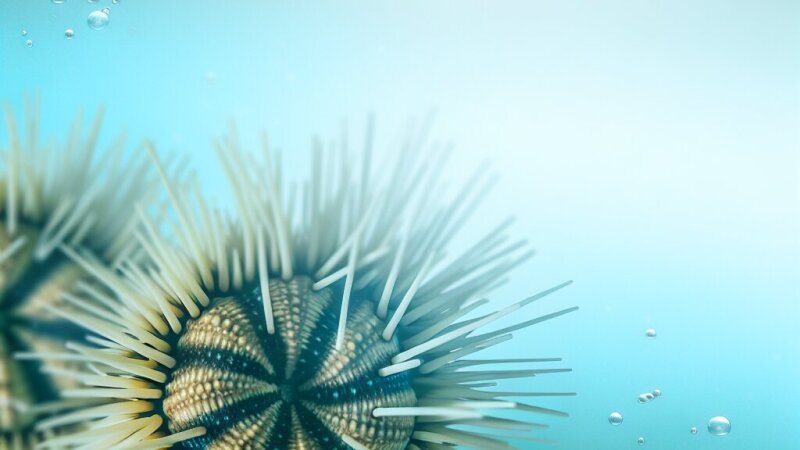 Iglokožci: Raziskava njihove zgradbe in vloge v slovenskih morjih